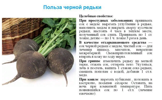 Редька - разновидности, виды, сорта, посадка, выращивание и уход + фото, видео