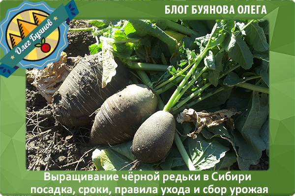 Редька: выращивание из семян на огороде