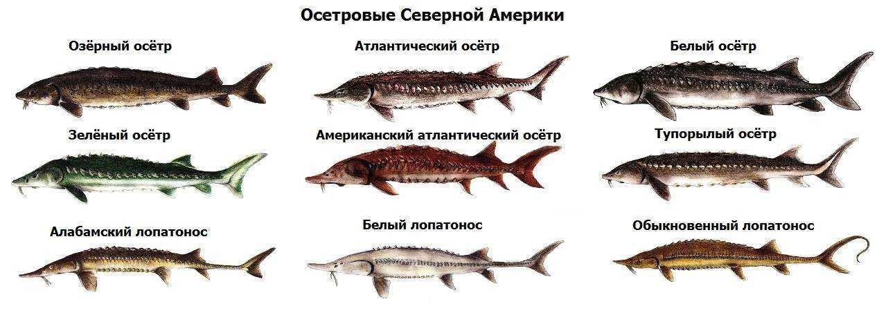 Рыбы холодных морей список — от земли до неба
