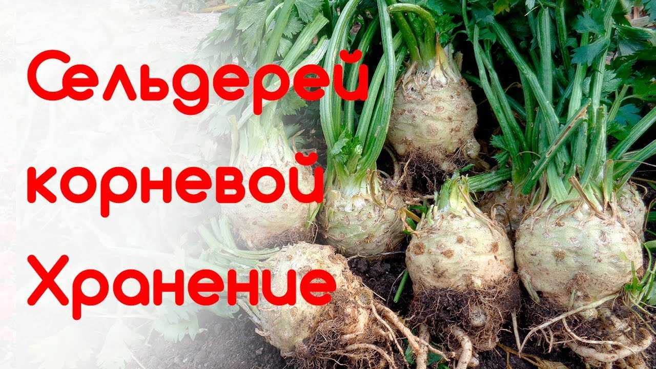 Польза сельдерея листового и корневого, применение в кулинарии и косметологии