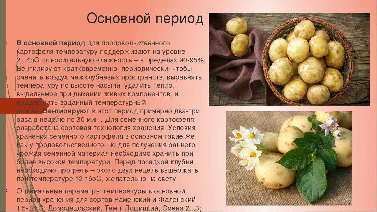 Как хранить картофель зимой: в погребе, подполье частного дома, гараже, при какой температуре