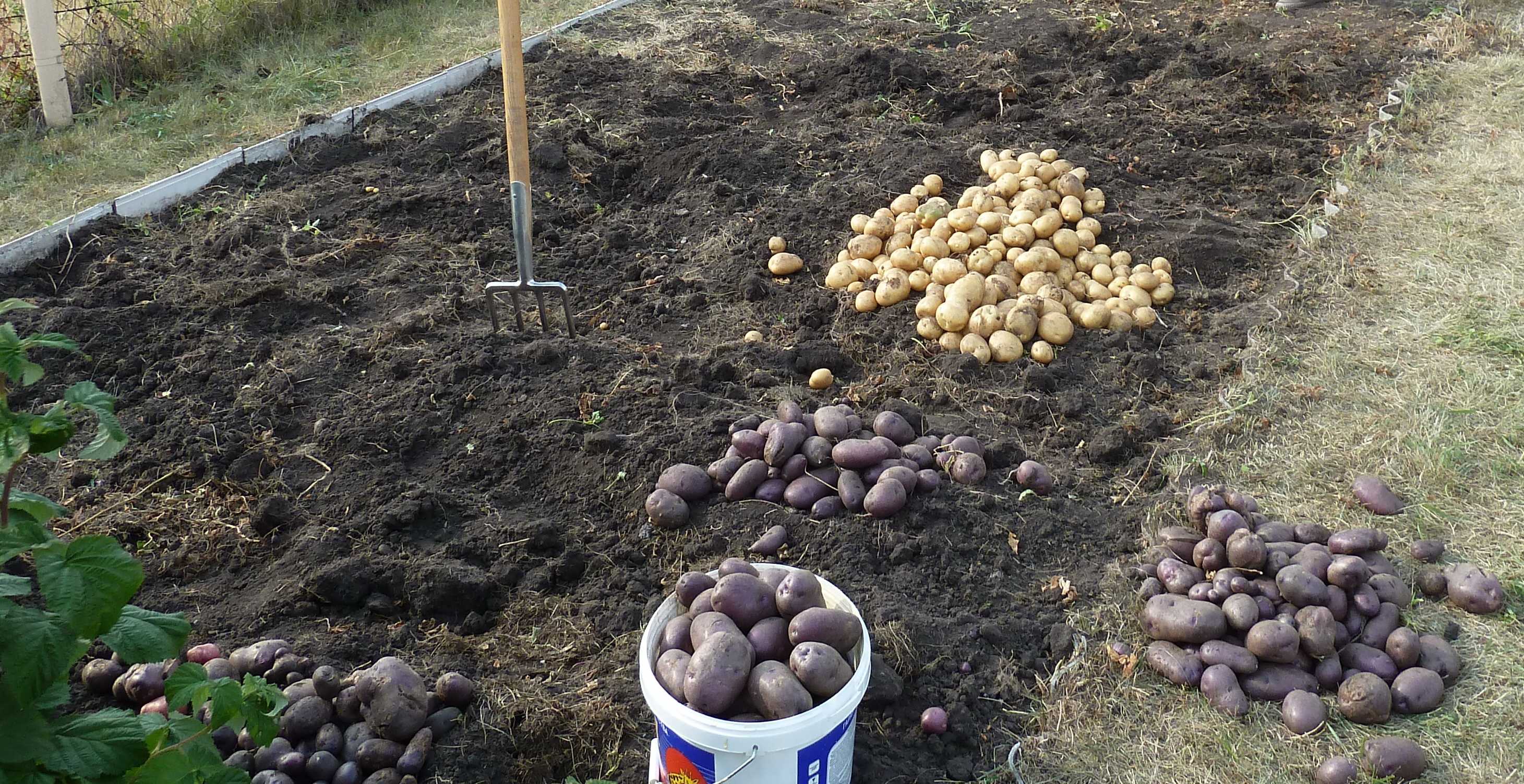 Какую картошку посадить? критерии выбора лучшего сорта картофеля: характеристики, свойства, методы