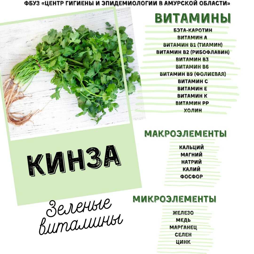 Кориандр: польза пряности для здоровья и противопоказания