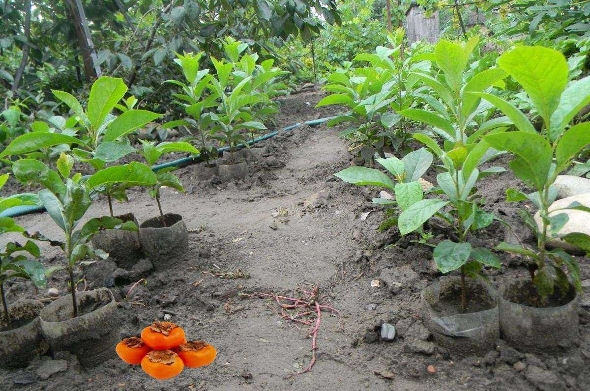 Хурма: посадка, уход, подкормка — fertilizer daily