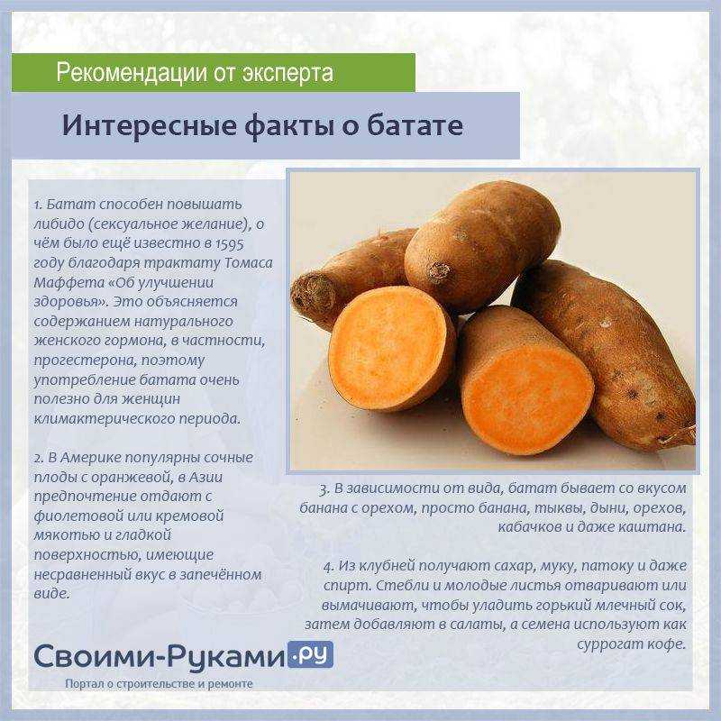 Батат: польза и вред для здоровья, рецепты приготовления