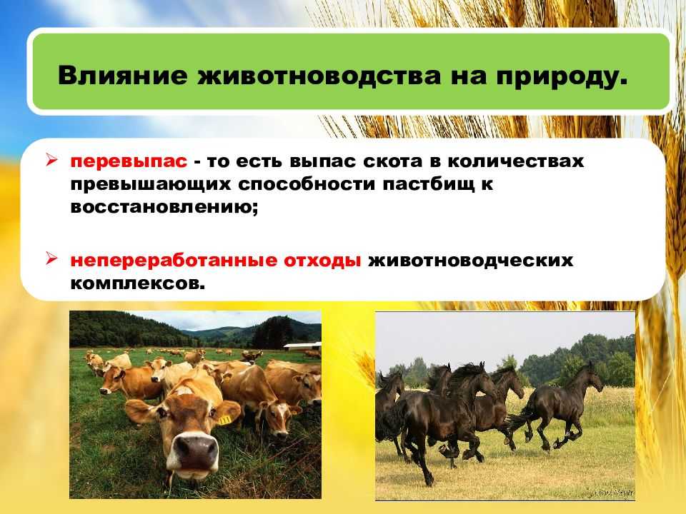 Экодельки, метанайзер и мобильное приложение для сортировки пластика