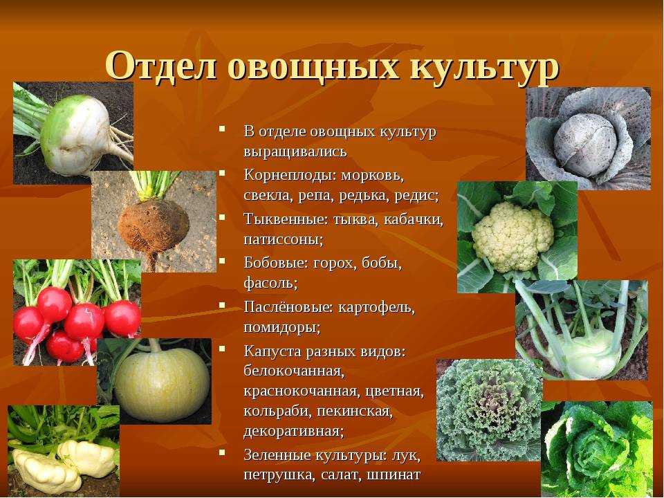 Посадка редьки семенами в открытый грунт: сроки, правила, уход в последующем