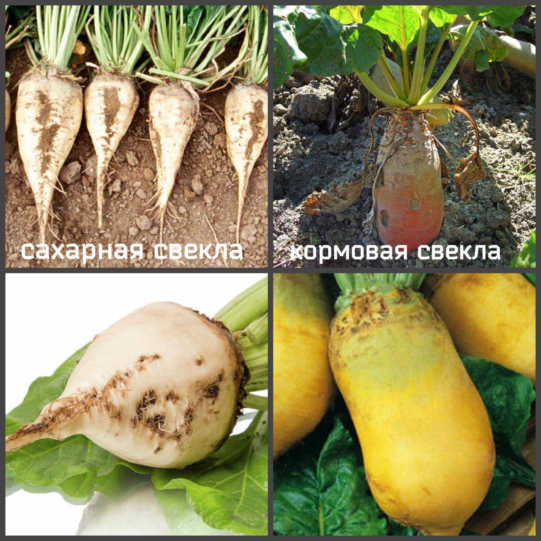 Как растет свекла: выращивание и уход для крупного урожая