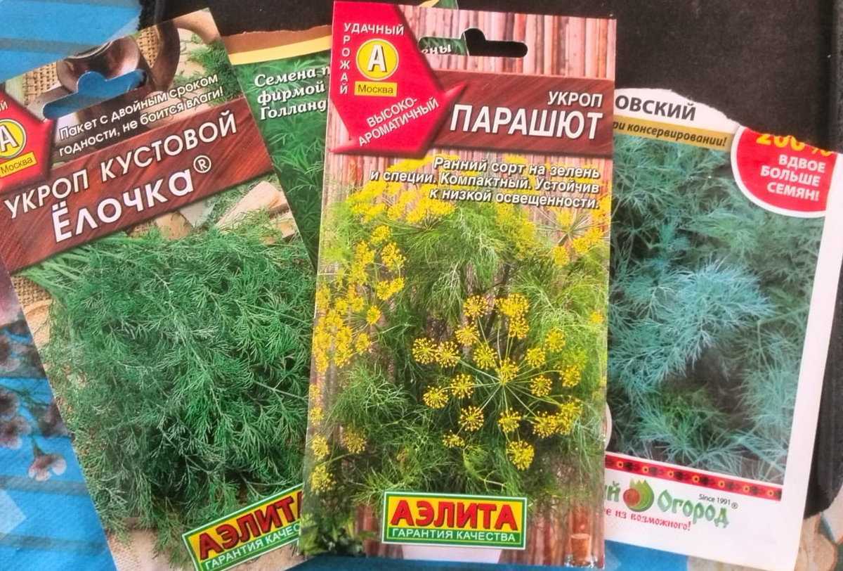 Сорта укропа: кустовой аллигатор, кибрай, грибовский – как выглядят, описание