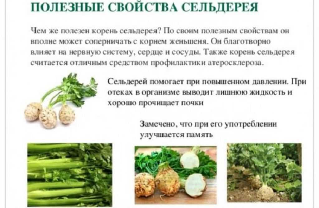 Листовой сельдерей: выращивание и уход в открытом грунте без рассады