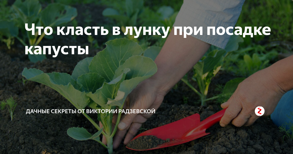 Удобрение капусты при посадке в лунку, для роста (в открытый грунт)