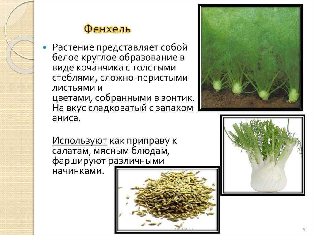 Фенхель и укроп это одно и тоже