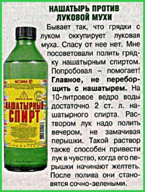 Подкормка растений нашатырным спиртом: как удобрять томаты, огурцы, лук и чеснок раствором аммиака