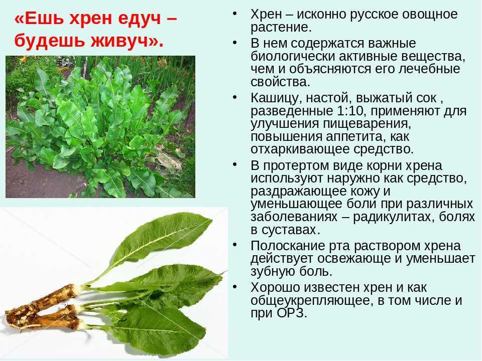 Польза и вред ржи — 6 доказанных свойств злака для нашего организма
