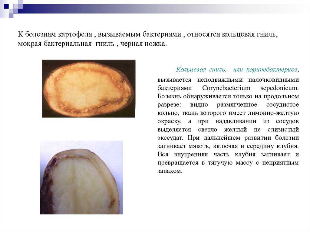 Сухая гниль картофеля: как бороться и не допустить в будущем