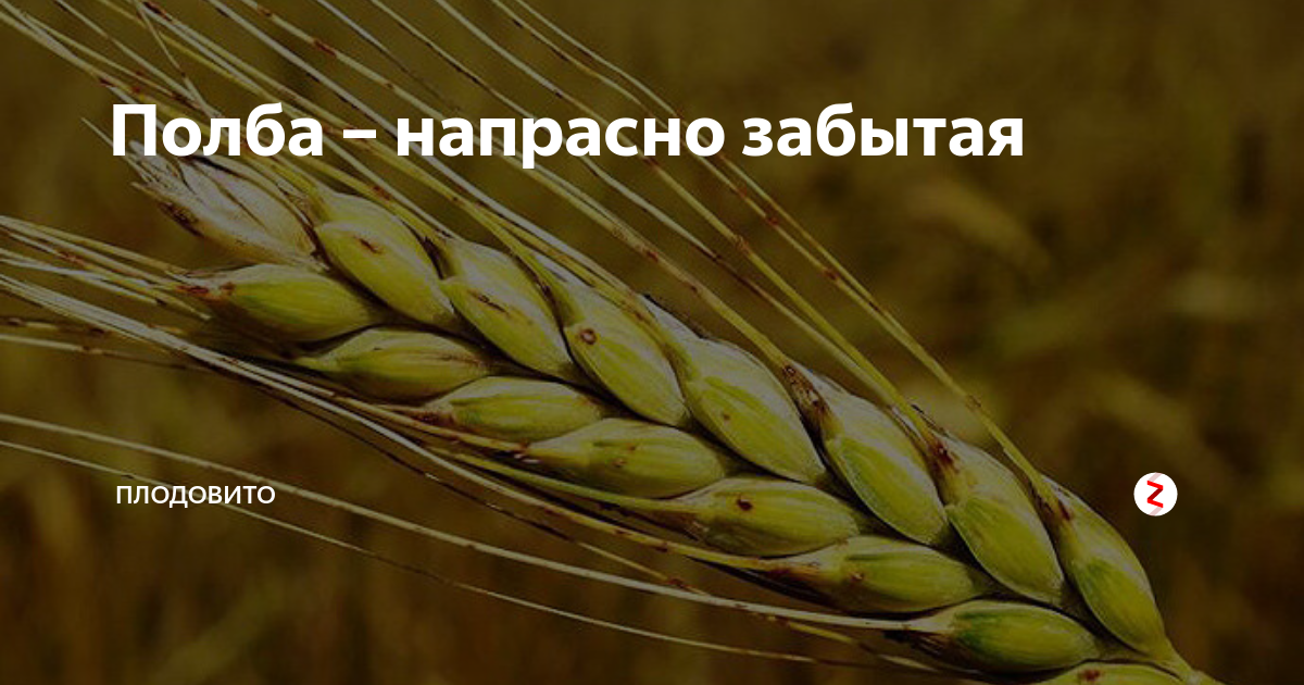 Полба – что это за крупа польза и вред для организма