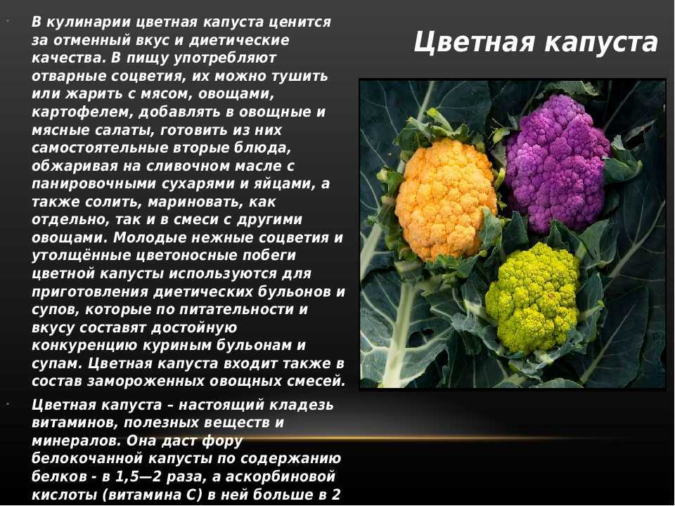 Выращивание цветной капусты — от посева семян до сбора урожая — fertilizer daily