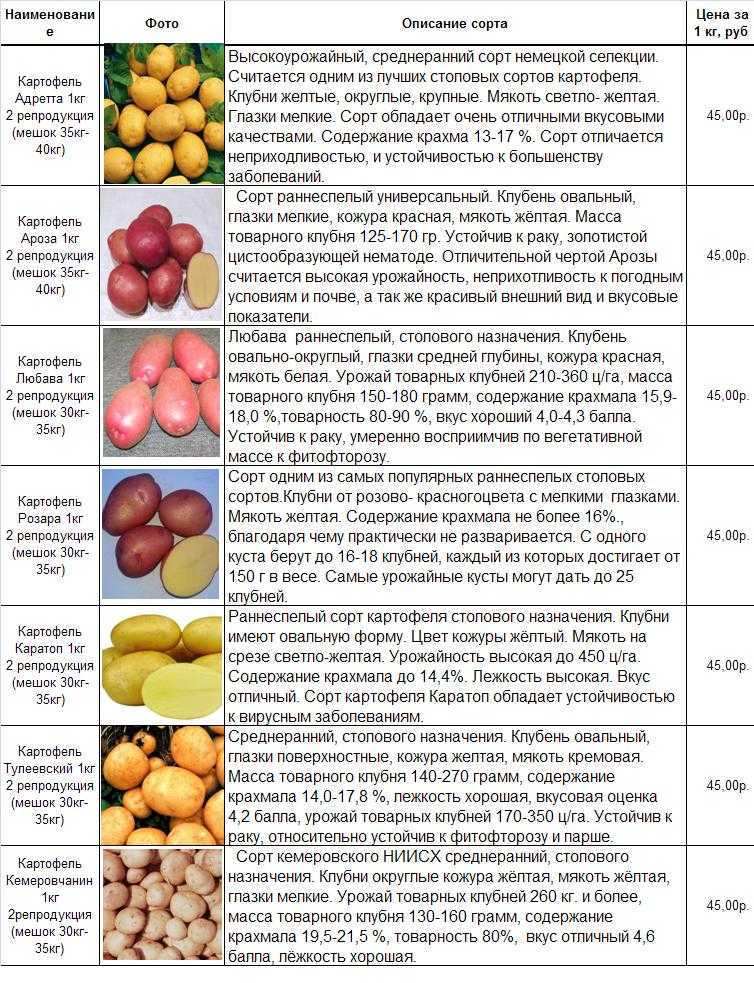 Лучшие сорта картофеля на 2023 год: самые вкусные и урожайные