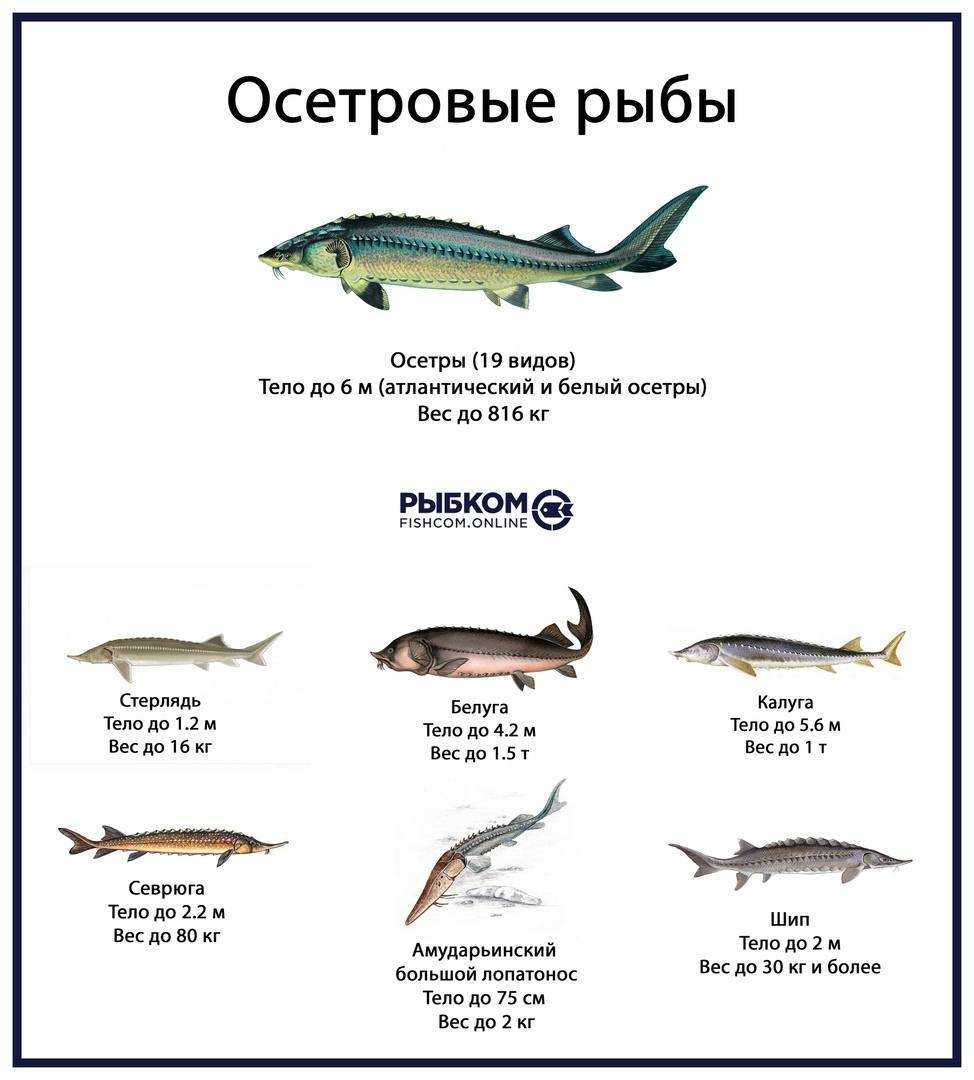 Как приготовить осетра – 6 оригинальных способов