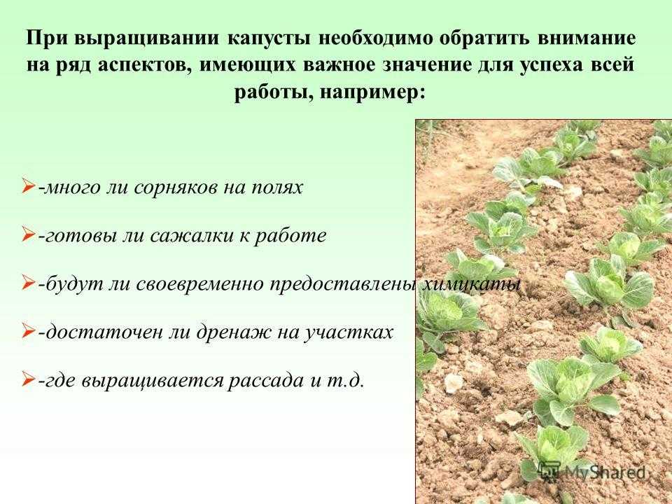 Цветная капуста: сорта, посадка, выращивание и уход, хранение . фото — ботаничка