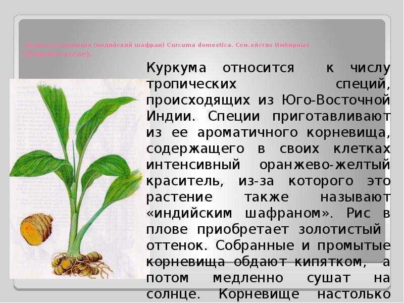 Шафран: свойство растения, где используют пряность