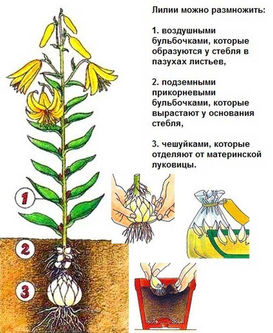 Подробная шпаргалка: как вырастить базилик в открытом грунте и получить богатый урожай