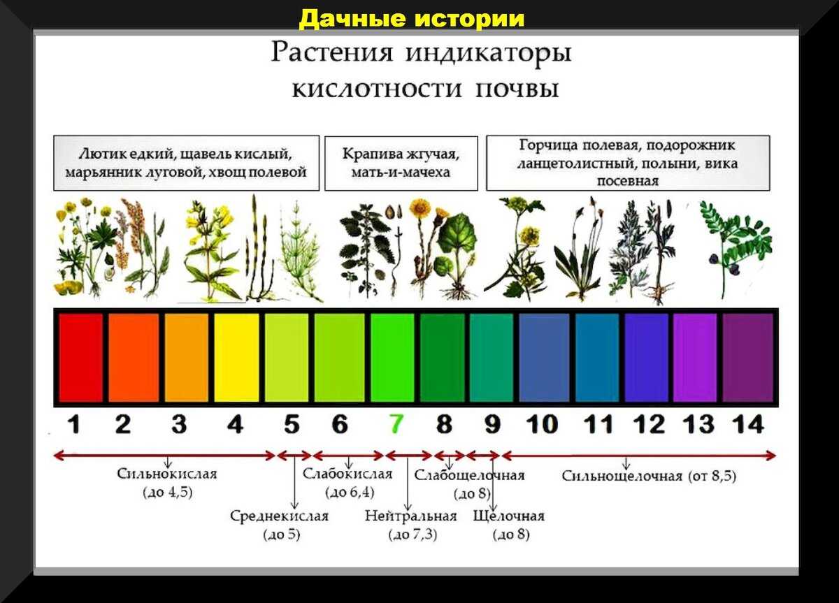 Как подготовить грядку под чеснок для посадки осенью и когда сажать