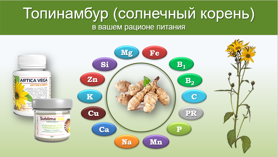Польза и вред топинамбура (земляной груши)