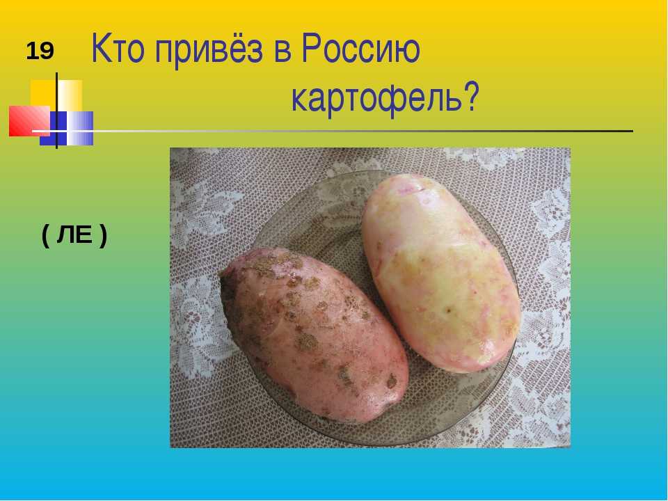Интересные факты о картофеле кратко