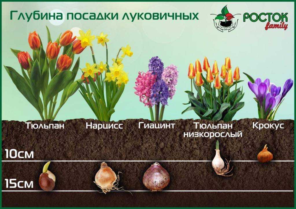 Как хранить луковицы гиацинтов: методы, советы - sadovnikam.ru