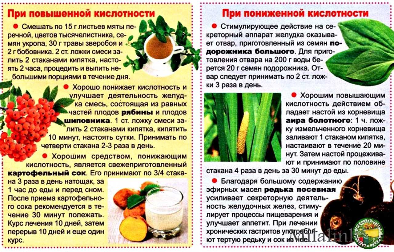 Черная редька: польза, сорта, состав