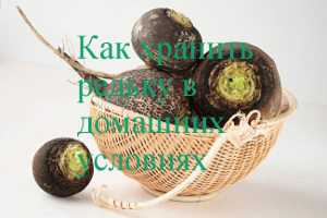 Когда выкапывать и как хранить редьку черную, зеленую, маргеланскую