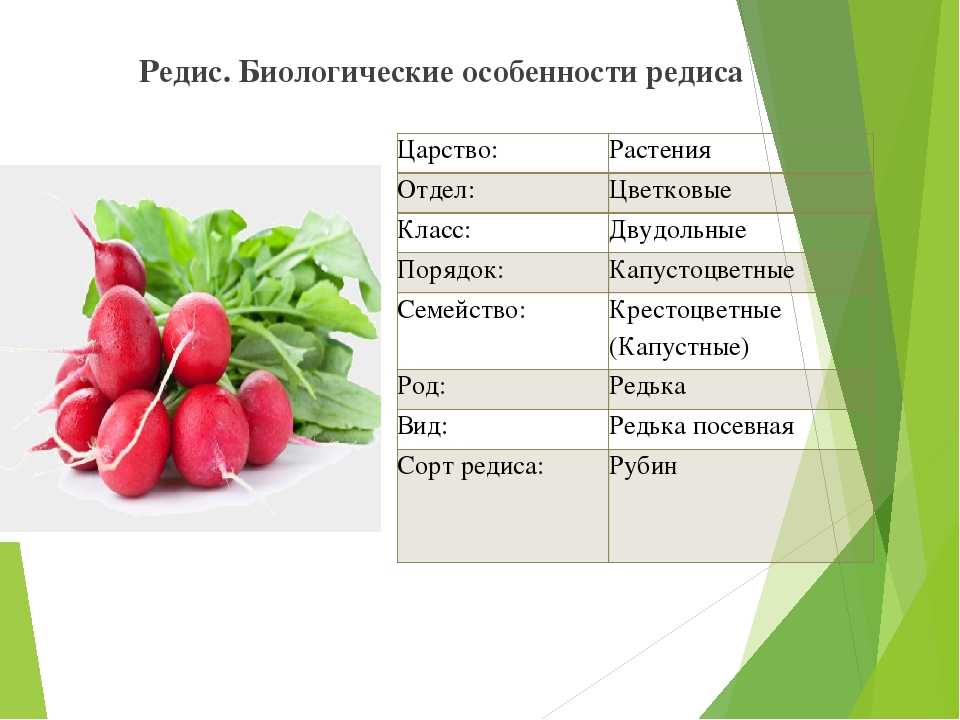 Редис: польза и вред для здоровья