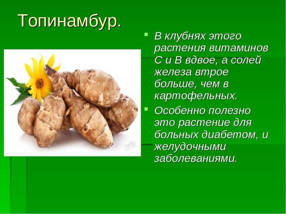 Топинамбур: польза и вред овоща, противопоказания, лечебные свойства и использование клубней сладкой картошки