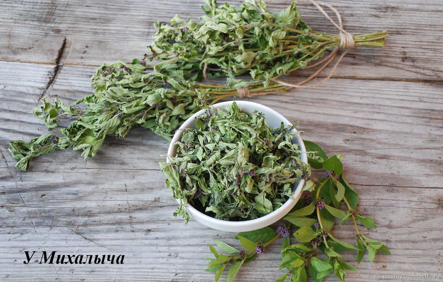Мята трава лечебные свойства, изучение пользы и вреда