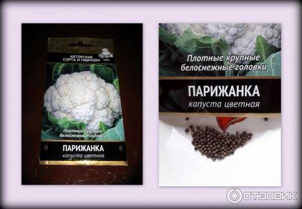 3 холодостойких сорта цветной капусты, которые отличатся отличной лежкостью