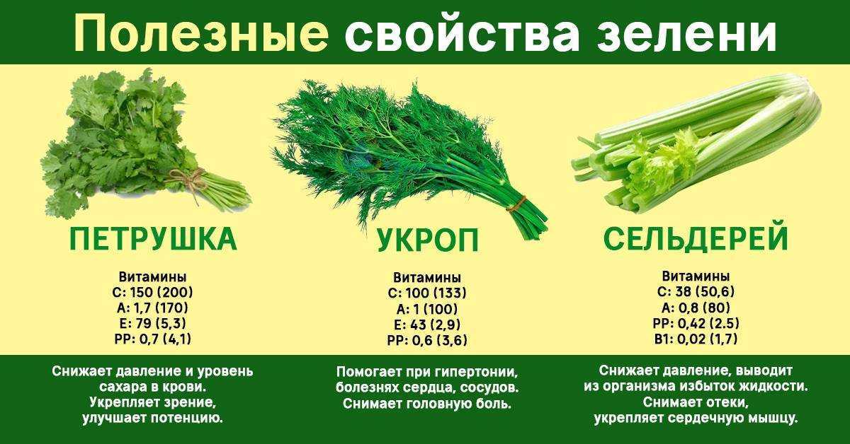 Чем полезен укроп лечение укропом | травник