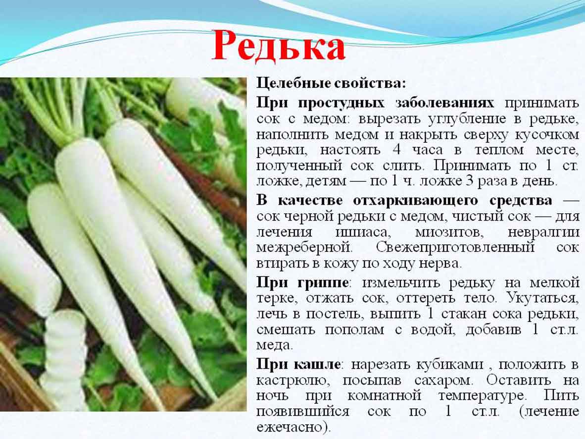 Как выглядит редька, что это такое, одно и то же с репой или нет, в чем разница между овощами, каковы свойства, сорта и виды, чем отличаются, как называется зеленая?