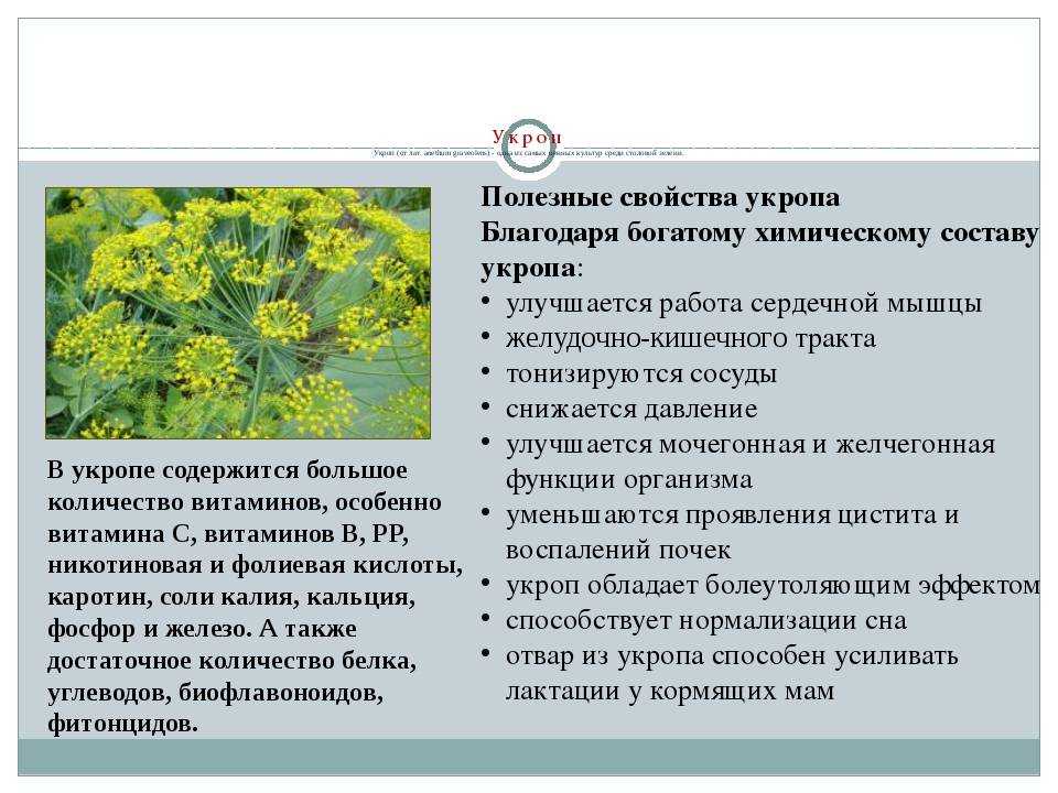 Польза и вред укропа для здоровья | польза и вред