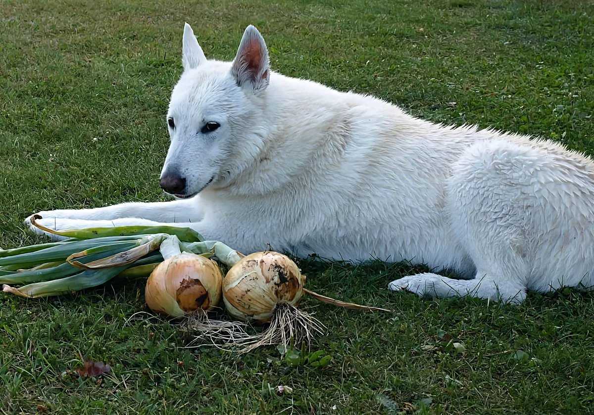 Можно ли собакам лук и чеснок: зеленый или вареный - zoosecrets