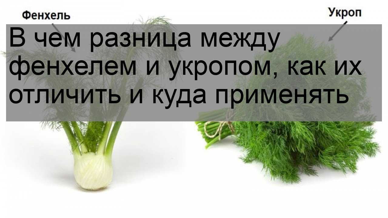 Узнайте, чем отличаются тмин и укроп, это одно и то же или нет Читайте, есть ли разница в применении этих растений и в чем еще, а также можно ли сочетать между собой