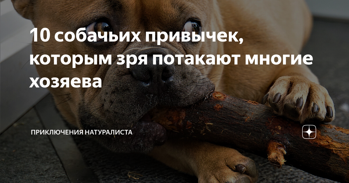 10 ложных мифов о кошках, которым стоит перестать верить
