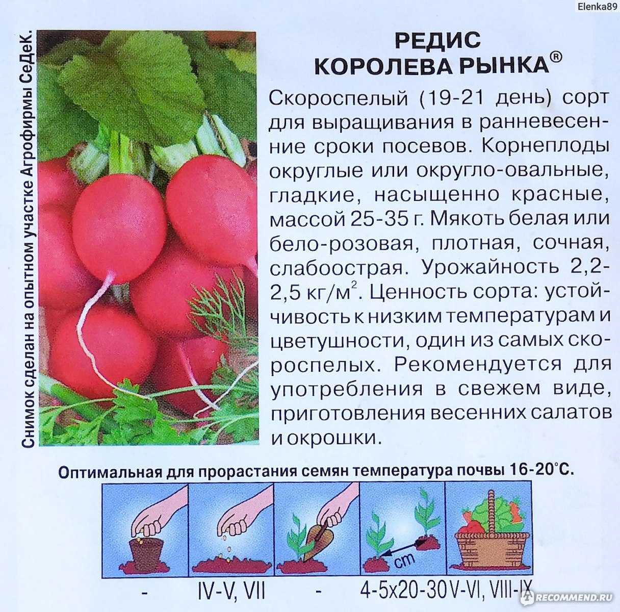 Лучшие сорта редиса : описание, посадка и советы по уходу