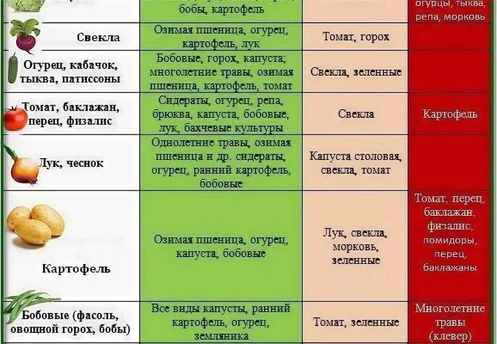 После чего сажать морковь (культуры предшественники) и что посадить после моркови на следующий год