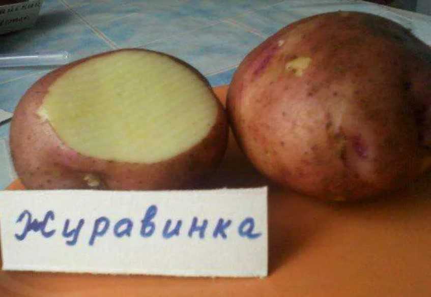 Картофель журавинка: описание сорта, фото, отзывы, посадка и уход, сроки созревания