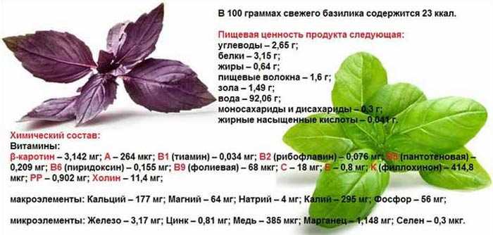 Базилик: полезные свойства и противопоказания для мужчин и женщин, фото, отзывы