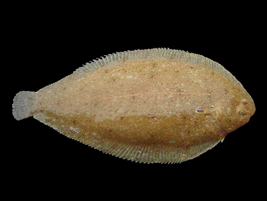 Кляр для морского языка рецепт