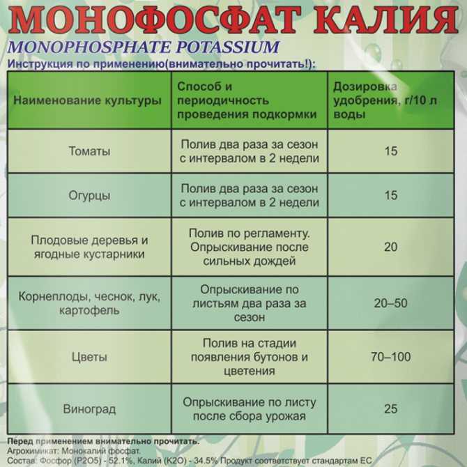 Лучшие средства для подкормки чеснока: чем подкармливать, сроки