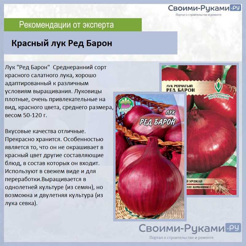 Сладкий лук: сорта репчатого красного и белого, испанского салатного, черный принц для подмосковья и средней полосы, фиолетовый