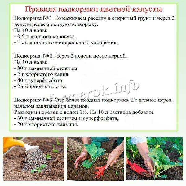 Мочевина: применение на огороде карбамида